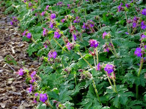 Erfolgsgarant: Ein attraktiver Storchschnabel (Geranium) findet sich für jede Gartensituation und jeden Gestaltungsstil. Die robusten Stauden sind zudem bei vielen Insekten sehr beliebt. (Bild: GMH/Bettina Banse)