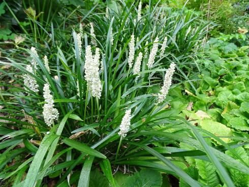 Stilsicher: Bewundernde Blicke sind der Lilientraube (Liriope muscari) gewiss, ob im Pflanzgefäss, vereinzelt ins Beet eingestreut oder als luxuriös anmutende Beeteinfassung. (Bild: GMH/Bettina Banse)