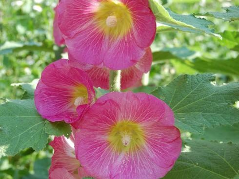 Kraftvoll: Die herrlichen Blüten der Stockrose verleihen Teemischungen eine schöne Farbe und helfen gegen Hustenreiz. Ihre Samen sind eine leckere Knabberei. (Bild: GMH/Bettina Banse)