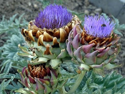 Durch und durch eindrucksvoll: Sich an der schönen Optik und fliegenden Besuchern erfreuen oder doch lieber verspeisen? Bei Artischockenblüten (Cynara scolymus, C. cardunculus) fällt die Entscheidung schwer. (Bild: GMH/Bettina Banse)