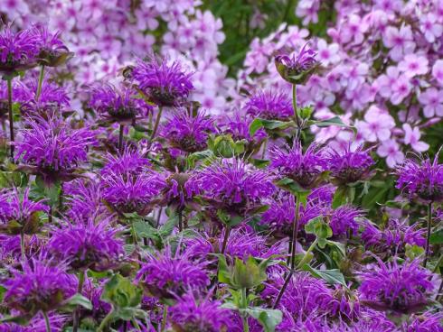 Extra-Kick: Indianernesseln liefern auch im Spätsommer noch unzählige Blüten – für Insekten oder verzuckert für leckere Desserts. Dazu passt rosafarbener Phlox, im Beethintergrund ebenso wie auf dem Teller. (Bild: GMH/Bettina Banse)