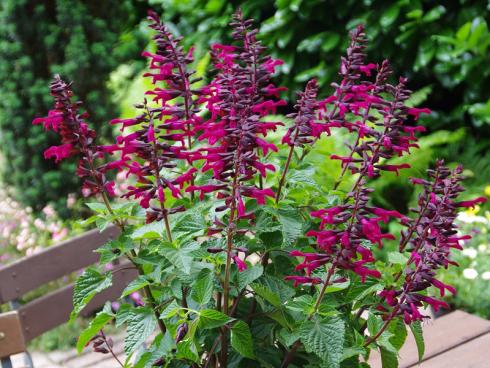 Die Sorte Salvie Rockin mit ihren pupurroten Blüten ist unangefochtener Spitzenreiter unter den Blumen für die Bienen und andere bestäubende Insekten. Das Gute daran, die Pflanze passt sowohl ins Beet als auch in große Kübel. (Bildnachweis: GMH/Kientzler)