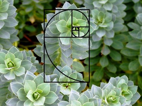 Die Walzen-Wolfsmilch (Euphorbia myrsinites) sieht nicht nur aus, wie am Reissbrett entworfen, man kann sich sogar per Geodreieck von der perfekten Blattanordnung überzeugen - hier mit eingefügter Fibonacci-Spirale. (Bildnachweis: GMH/Bettina Banse)