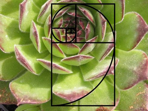 Form follows function: Bei der Hauswurz (Sempervivum) folgt die Blattanordnung einem höheren Zweck, nämlich der maximalen Lichtausbeute - hier mit eingefügter Fibonacci-Spirale. (Bildnachweis: GMH/Arno Panitz)
