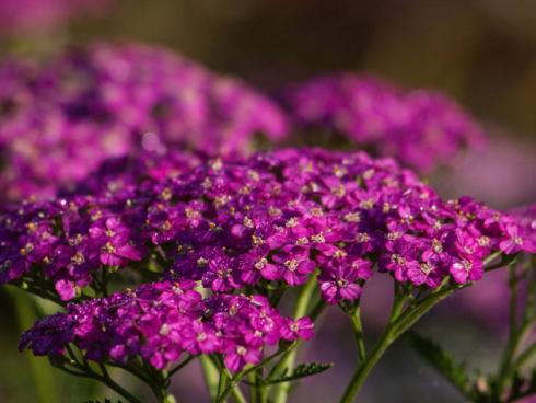 Farbkracher Selbstbewusst und in leuchtende Farben gekleidet präsentieren moderne Achillea-Sorten ihre imposanten Blütenteller. Alle Schafgarben sind zu-dem fantastische Schnittblumen und lassen sich sehr gut trocknen! Bildnachweis: GMH/Erich Luer)