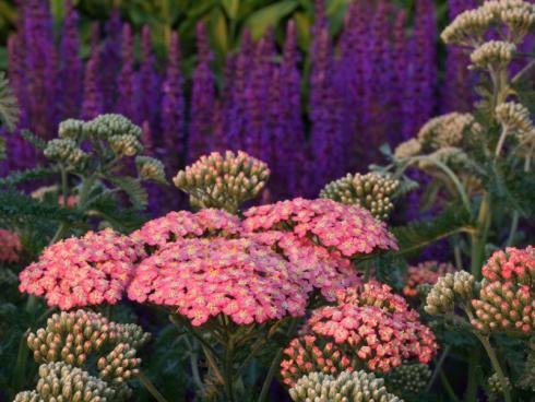 Abendstimmung: Knospen, Blütenstände, Laubblätter – ’Apricot Delight‘ (Achillea millefolium) ist einfach rundum attraktiv! Die breiten Trugdolden der 50 cm hohen Sorte passen gut zu vertikalen Formen wie den Blütenkerzen des Steppen-Salbeis (Salvia nemorosa) (Bildnachweis: GMH/Erich Luer)