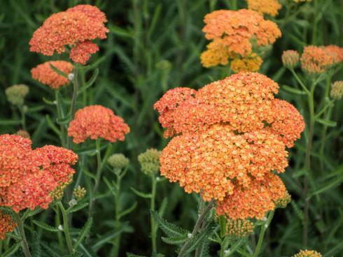 Herzerwärmend: Die Goldgarbe ’Terracotta‘ (Achillea-filipendulina-Hybride) bereichert das Beet um eine ganze Farbpalette, von zartem Apricot über Rotorange bis hin zu Gelb und, natürlich, Terracotta. Die 60 cm hohe Sorte verbreitet sich kriechend, ohne lästig zu werden. (Bildnachweis: GMH/Erich Luer)