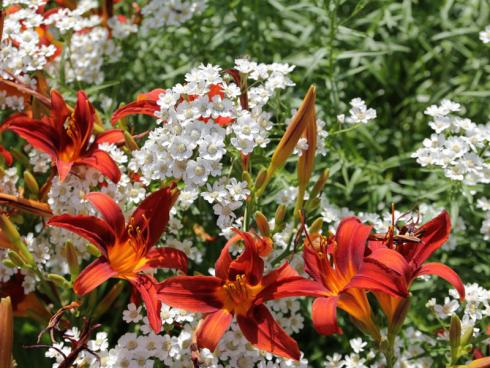 Zart trifft mondän Farblich drängen die Lilien mit Macht in den Vordergrund, doch gerade das hebt die leise Eleganz der Bertramsgarben (Achillea ptarmica) umso mehr hervor. Ein zauberhaftes Ensemble für Prachtstaudenbeete. (Bildnachweis: GMH/Andre Stade)