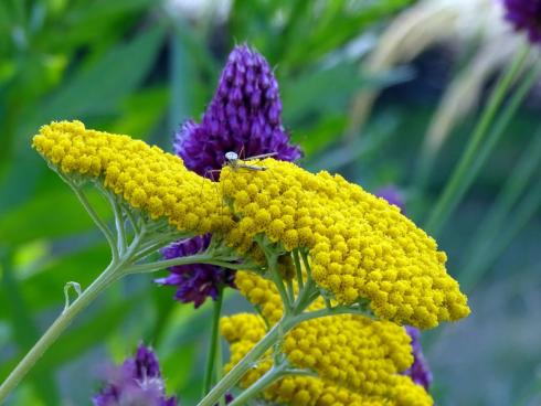 Frische-Kick: Die blauvioletten Blüten des Kugel-Lauchs (Allium sphaerocephalon) und die hell strahlend gelben Schirme von Goldgarbe ’Parker‘ (Achillea filipendulina) beweisen, dass Mut zur Farbe belohnt wird. (Bildnachweis: GMH/Bettina Banse)