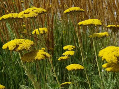 Klassiker: An ihr müssen sich alle gelben Sorten messen! Die bereits 1952 etablierte Goldgarbe ’Coronation Gold‘ (Achillea filipendulina) verbreitet von Juli an ihr warmes Goldgelb. Hier präsentiert sie sich zu bereits herbstlich angehauchtem Reitgras (Calamagrostis). (Bildnachweis: GMH/Bettina Banse)