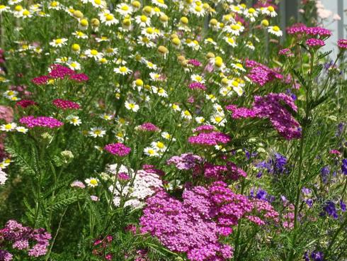 Wiesen-Feeling: Kamille (Chamomilla recutica), Feldrittersporn (Consolida regalis) und rosafarbene Schafgarben (Achillea millefolium) bilden ein wunderhübsches Trio. (Bildnachweis: GMH/Bettina Banse)