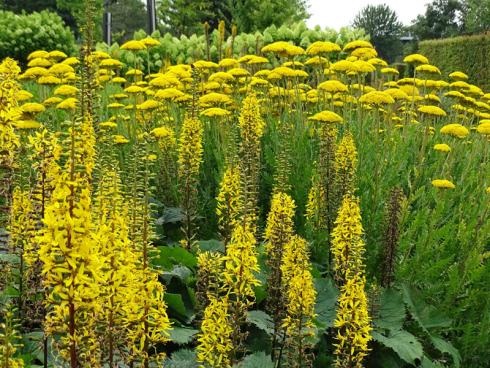 Spot an! Bedeckter Himmel? Fällt gar nicht weiter auf, wenn im Beet Kerzen-Goldkolben ’Weihenstephan‘ (Ligularia stenocephala), Goldgarben (Achillea filipendulina) und Rispen-Hortensien (Hydrangea paniculata, im Hintergrund) um die Wette blühen. (Bildnachweis: GMH/Bettina Banse)