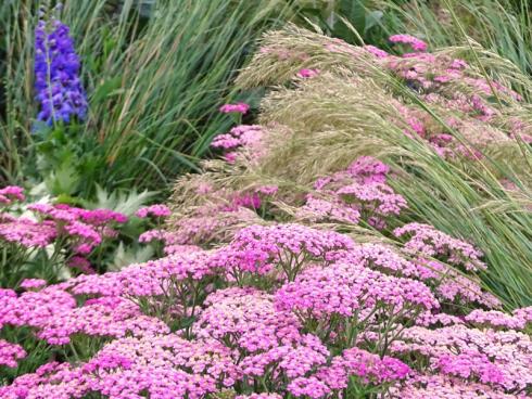 Zart umschmeichelt: Gräser, Kerzen und Schirme sind zusammen unschlagbar. Hier glänzen Silber-Ährengras (Stipa calamagrostis), dunkel- und hellblauer Rittersporn (Delphinium) sowie Schafgarbe (Achillea millefolium). (Bildnachweis: GMH/Bettina Banse