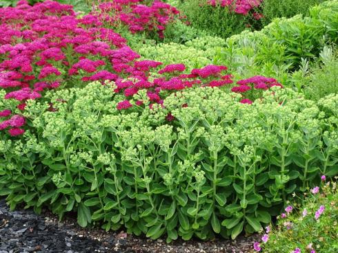 Klare Kante: Wie abgezirkelt laufen Bänder aus pinkfarbenen Schafgarbe ’Lilac Beauty‘ (Achillea millefolium) und noch knospiger Fetthenne (Sedum telephium) ineinander und bringen Schwung in die Rabatte. (Bildnachweis: GMH/Bettina Banse)