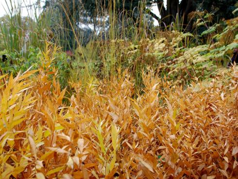 Herbstaspekte Zwischen dem ansprechend verfärbten Laub von Amsonia orientalis sprudeln Gräserfontänen empor. Eine Kombination, die selbst trübe Herbsttage belebt. (Bildnachweis: GMH/Bettina Banse)