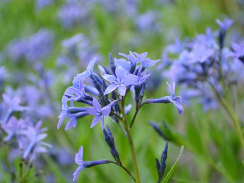 Blaues Leuchten Mit um die 40 cm Wuchshöhe zählt Amsonia orientalis zu den niedrigeren Arten des Blausternbuschs. Die im Bild zu sehende Sorte ’Blue Ice‘ ist übrigens identisch mit der botanischen Wildart – findige Gärtner verliehen ihr einst schlicht einen griffigeren Namen. (Bildnachweis: GMH/Annemarie Eskuche)