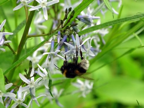 Neugierige Besucher Auch die Insektenwelt zeigt sich sehr interessiert an der blaublütigen Nordamerikanerin. (Bildnachweis: GMH/Bettina Banse)