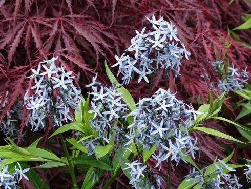 Grandiose Wirkung Die Kombination aus Eisblau und blaustichigem Rot sucht ihresgleichen. Volle Punktzahl für die Kombi aus Schlitz-Ahorn und Amsonia illustris! (Bildnachweis: GMH/Bettina Banse)