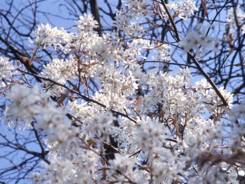 Die aus Amerika stammende Kupfer-Felsenbirne überzeugt mit einem kupferroten Austrieb, einer Vielzahl an weissen Blüten, essbaren Früchten und einer rötlichen Herbstfärbung. (Bildnachweis: GMH/GBV)