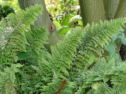 In guter Gesellschaft „Stauden und Gehölze gemeinsam denken“, rät Gartenplaner Peter Janke. In diesem Beispiel umspielen Filigran-Farn (gut trockenheitsverträglich!) und Funkien den Fuß eines Schlangenhaut-Ahorns. (Bildnachweis: GMH/Bettina Banse)