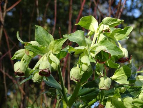 Vom Frühling geküsst Die immergrüne Palmblatt-Nieswurz (Helleborus foetidus) schmückt sich monatelang mit exotischen, in dichten Büscheln erscheinenden Blüten über dem dekorativen Laub. (Bildnachweis: GMH/Bettina Banse)