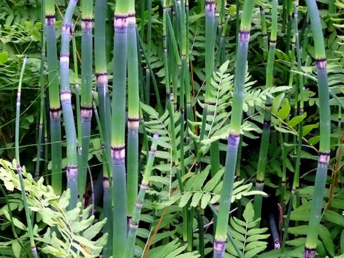 Urwüchsig Der Winter-Schachtelhalm (Equisetum hyemale) ist ein Relikt aus dem Erdaltertum. Wie sein Begleiter, der Königsfarn (Osmunda regalis) liebt er es feucht. Ein fantastischer Hingucker, etwa für einen großzügigen Pflanzkübel ohne Entwässerungsöffnung. (Bildnachweis: GMH/Bettina Banse)