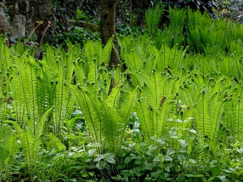 Opulenter Lichtfänger Geradezu dramatisch ist der Auftritt des Trichterfarns (Matteuccia struthiopteris). Seine majestätischen Wedel verleihen selbst vollschattigen Plätzen goldenen Glanz. (Bildnachweis: GMH/Bettina Banse)