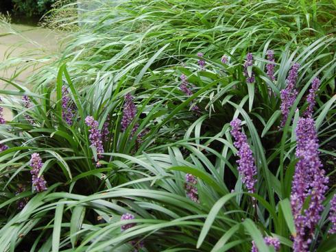 Grandiose Wirkung Außerhalb der Blütezeit elegant, während der Blüte extravagant! Lilientrauben (Liriope; hier mit Hakonechloa macra) sind echte Designerpflanzen – und überaus robust. (Bildnachweis: GMH/Bettina Banse)