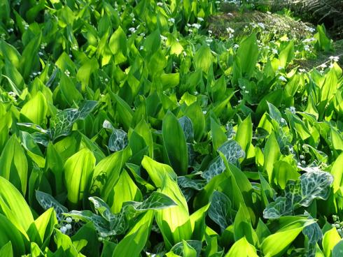 Dreamteam Für eindrucksvolle Effekte genügen oft schon wenige Pflanzenarten. Maiglöckchen (Convallaria majalis) und der fantastische Aronstab ’Marmoratum‘ (Arum italicum) beispielsweise sind beide giftig, aber wunderschön und unverwüstlich. (Bildnachweis: GMH/Bettina Banse)