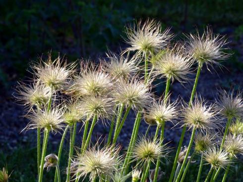 Streichelzart: Viele Frühblüher sehen nach der Blüte wenig ansehnlich aus – nicht so die Küchenschelle (Pulsatilla). Auf attraktive Blüten folgen bei ihr nicht minder schöne fedrige Fruchtstände. (Bildnachweis: GMH/Bettina Banse)