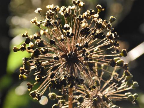 Grandioser Auftritt: Ist es Floras Zepter oder ein in Schönheit erstarrtes Feuerwerk? Der Kugel-Lauch zieht nicht nur während der Blüte alle Blicke auf sich, seine Fruchtstände sind mindestens ebenso markant und regen die Fantasie an. (Bildnachweis: GMH/Anne Eskuche)