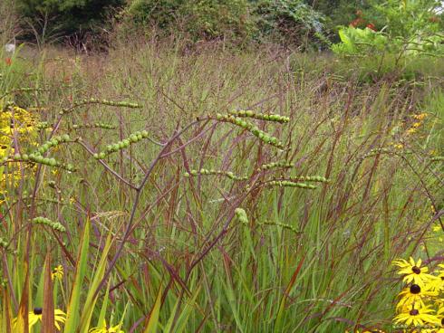 Drachenzungen: Zu Sonnenhut (Rudbeckia), Rutenhirse (Panicum) und den aufzüngelnden Halmen des Blutgrases (Imperata cylindrica) setzen Montbretien-Fruchtstände (Crocosmia) einen genialen Kontrapunkt. Tipp: Zur Fruchtbildung kommt es meist erst, wenn man mehrere Sorten kombiniert. (Bildnachweis: GMH/Anne Eskuche)