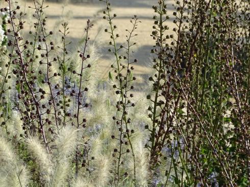 Im Einklang: Wie viele kleine Glockenspiele mischen sich die Fruchtstände der Purpur-Königskerze (Verbascum phoeniceum) unter die fluffigen Samenstände des Lampenputzergrases (Pennisetum). Dazwischen sorgen Löwenmäulchen für frisches Weiß. (Bildnachweis: GMH/Bettina Banse)