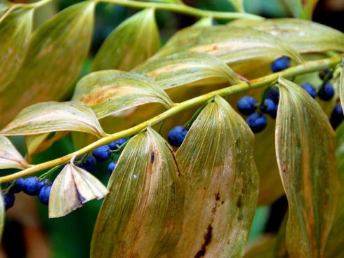 Meister der Eleganz: Erst schmücken weiße Blütenglöckchen die geschwungenen Triebe des Salomonssiegels (Polygonatum), dann leuchten dunkelblaue, bei Vögeln begehrte Beeren unterm herbstlich verfärbten Laub. (Bildnachweis: GMH/Bettina Banse)