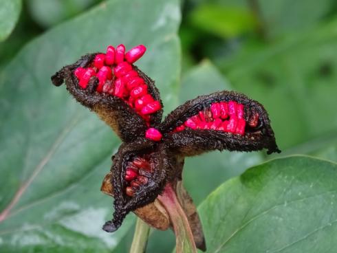 Exotisch: In sattem Pink quellen die Samen der Gelben Kaukasus-Pfingstrose (Paeonia mlokosewitschii) aus den Schoten hervor. Der Farbton verrät, dass es sich um sterile Samen handelt. Samen aus befruchteten Blüten sind von schwarzblauer Farbe. (Bildnachweis: GMH/Bettina Banse)