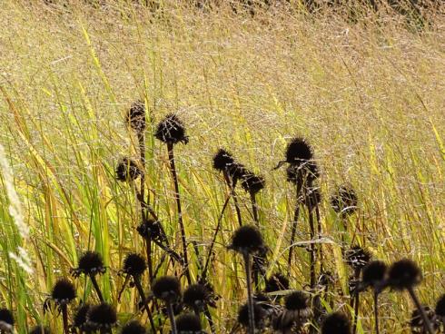 Pauken und Harfen: Sonnenhut (Echinacea) und Rutenhirse (Panicum) sind ein echtes Traumpaar. Den ganzen Herbst und Winter hindurch zieren sie den Garten und locken unter anderem Distelfinken an. (Bildnachweis: GMH/Bettina Banse)