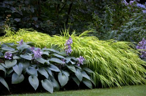 Grandioser Kontrast: Neben den in mystischem Blaugrau und Blassviolett glänzenden Funkien (Hosta) strahlt das frische Grün von Hakonechloa ’All Gold‘ umso heller. Die unterschiedlichen Blattformen ergänzen sich perfekt (Bildnachweis: GMH/Bettina Banse).