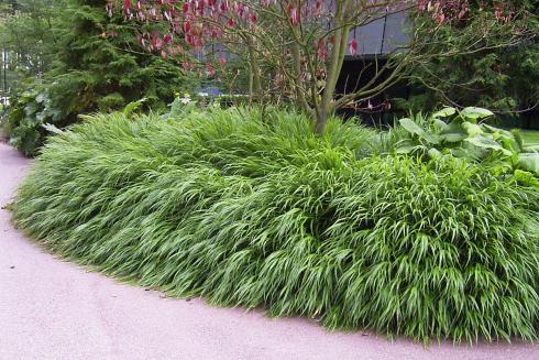 Gräser-Haute-Couture: Das Gehölz von Welt trägt Hakonechloa! Wie ein eleganter Pelzkragen schmiegt sich das Japanische Berggras um den Stamm des Kuchenbaums (Cercis) und scheint ihn an den schon kühlen Herbsttagen wärmen zu wollen (Bildnachweis: GMH/Anne Eskuche).