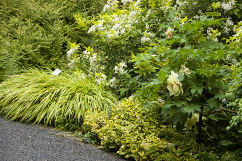 Fast wie ein Sprudelstei: Obwohl auch Hakonechloa eher filigrane, schmale Halme besitzt, bringt der Blätterhorst als Ganzes Ruhe in die Gemeinschaft kleinblättriger Stauden und Gehölze (Bildnachweis: GMH/Bettina Banse).