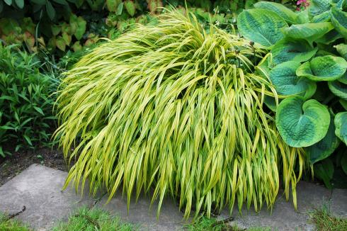 Anschmiegsam: Einmal eingewachsen bildet Hakonechloa von Jahr zu Jahr eindrucksvollere Blatthorste. ’Aureola‘ lautet der Name dieser grüngelb gestreiften Schönheit, die es auf eine Wuchshöhe von 59 bis 60 cm bringt (Bildnachweis: GMH/Peter Behrens).