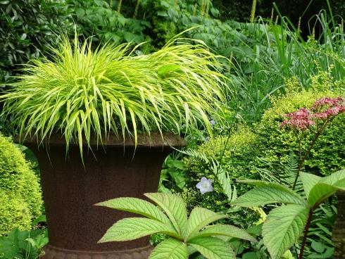 Gestatten, Hakonechloa! Neckisch lugt der Schopf des Japanischen Berggrases über den Rand der Amphore. In den Folgejahren wird er sich von frech zu eindrucksvoll entwickeln (Bildnachweis: GMH/Bettina Banse).