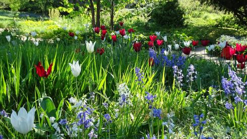 Frühlingsstimmung: Tulpen und Hasenglöckchen (Hyacinthoides) leuchten mit dem frischen Austrieb von Hakonechloa macra um die Wette – und werden nach der Blüte gnädig von den Gräserhorsten verhüllt. Foto: Bettina Banse