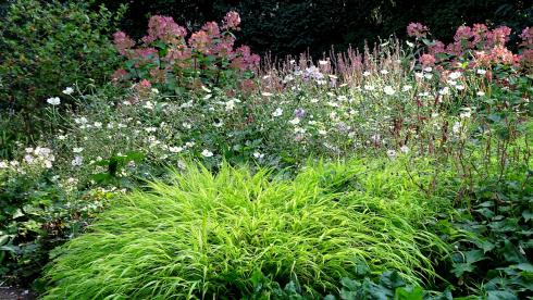 In sich ruhend: Bevor Japan-Anemonen (Anemone japonica), Kerzen-Knöterich (Polygonum amplexicaule) und Blut-Weiderich (Lythrum salicaria) völlig die Bodenhaftung verlieren, nimmt Hakonechloa das Blütengeflirr an die Kandare (Bildnachweis: GMH/Bettina Banse).