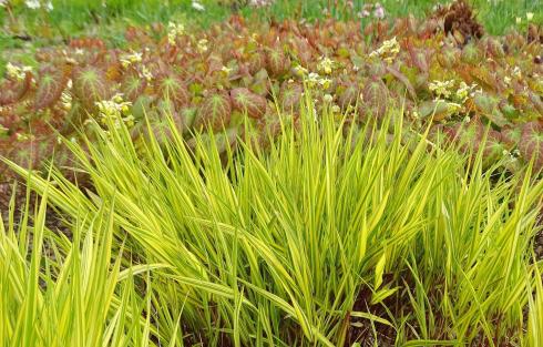 Spot an! Bei solch spektakulärer Frühlingsbeleuchtung durch Hakonechloa ’Aureola‘ glänzt auch der Elfenspiegel im Hintergrund gleich umso intensiver (Bildnachweis: GMH/Bettina Banse).