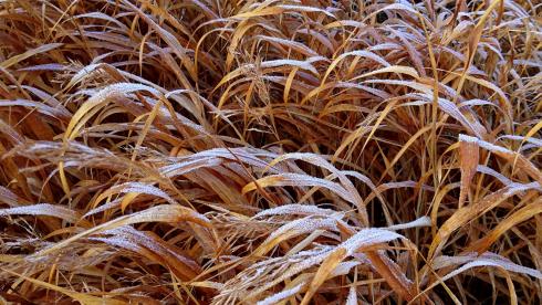 Herzerwärmend: Selbst strenger Frost zwingt das Japanische Berggras nicht in die Knie. Die herbstlich verfärbten Halme schmücken Rabatten und Gefäße bis zum nächsten Frühjahr (Bildnachweis: GMH/Bettina Banse).