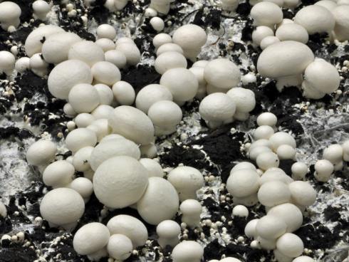 Champost, das Pilzsubstrat, ist auch nach der Pilzkultur ein wertvolles Gut. Es liefert wertvolle Nährstoffe und stärkt das natürliche Gleichgewicht des Bodens, beispielsweise im Apfel- und Spargelanbau. (Bildnachweis: GMH/BDC)