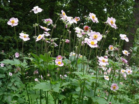 Herbstlicher Blütengruß Ob in zartem Rosa oder schimmerndem Weiß, Herbst-Anemonen passen zu nahezu jedem Gestaltungsstil und gedeihen sowohl in der Sonne als auch im Halbschatten. (Bildnachweis: GMH/Wolfgang Borchardt)