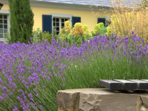 Urlaubsflair: Lavendel wird einfach nie langweilig! Anspruchslos, herrlich anzuschauen und mit unvergleichlichem Duft findet er sich aus gutem Grund in nahezu jedem sonnigen Garten. (Bildnachweis: GMH/Bettina Banse)