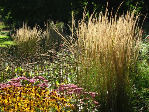 Effektvoll Gerade mal vier Arten braucht es für diese stimmungsvolle Szenerie (von vorne nach hinten): Sonnenhut (Rudbeckia), Fetthenne (Sedum spectabile), Reitgras (Calamagrostis’Karl Foerster‘) und Brandkraut (Phlomis). (Bildnachweis: GMH/Wolfgang Borchardt)