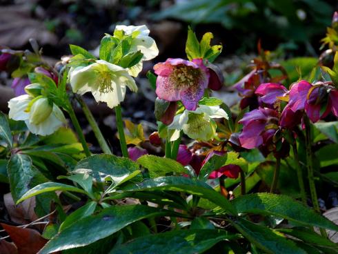 Juwelen des Frühlings: Die Blüten der Lenzrose (Helleborus orientalis) regen seit Jahrzehnten die Fantasie der Züchter an. Ob fürs Beet oder den Balkon, die Sortenvielfalt ist riesig! (Bildnachweis: GMH/Bettina Banse)